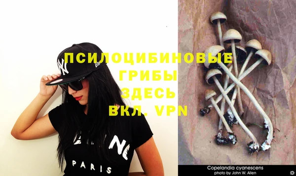 стаф Новозыбков